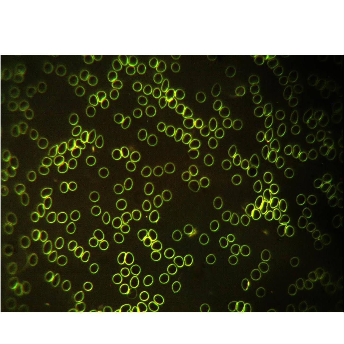 40X-2000X Binocular Compound Microscope with LED Light and 1.3MP Camera U717