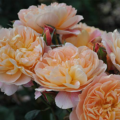 Climbing Rose Bush D84816