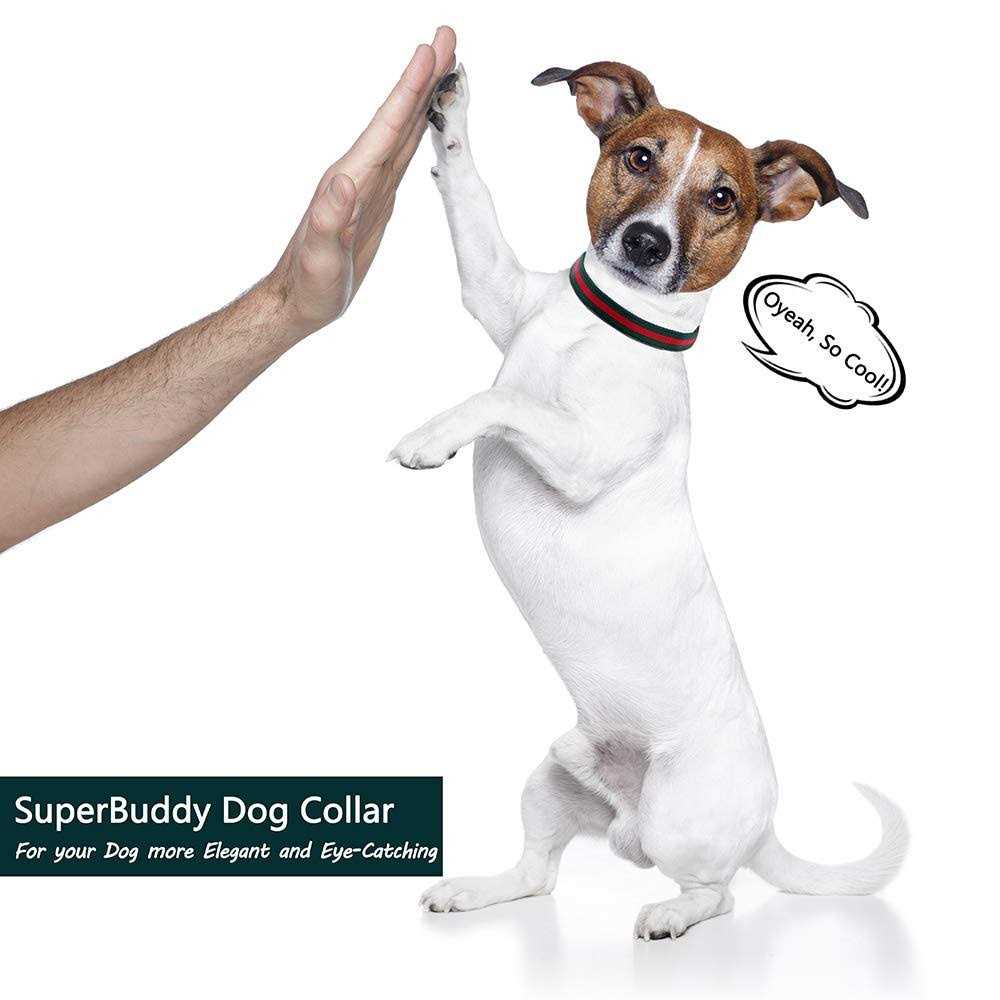Adjustable Dog Collar with Metal Buckle D6902