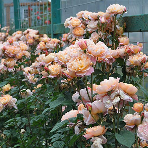 Climbing Rose Bush D84816
