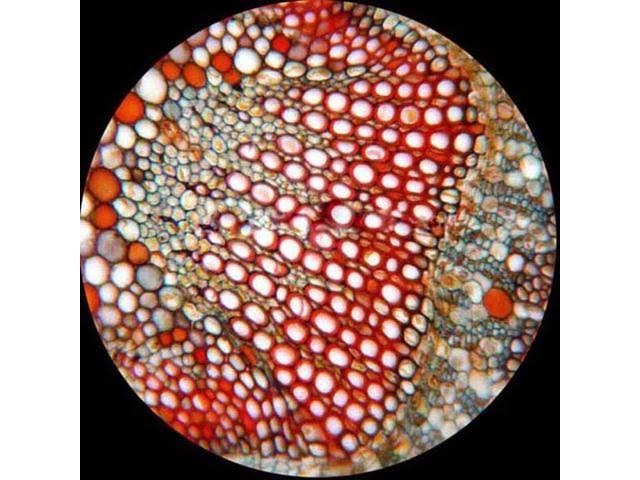 Binocular Biological Compound Microscope 40X-2000X C5242