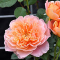 Climbing Rose Bush D84816