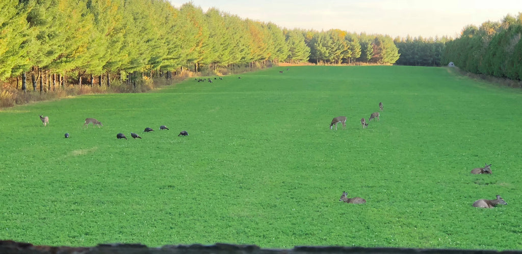 Mega Plot Hunter Series Wild Game Food Plot Seed H312