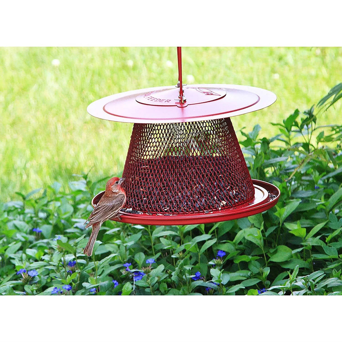Red Cardinal Bird Feeder N85663