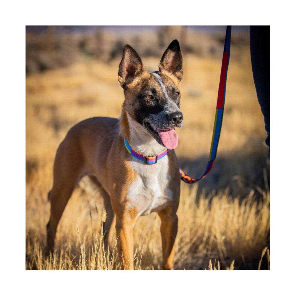GoodDog Collar E454531