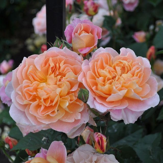 Climbing Rose Bush D84816
