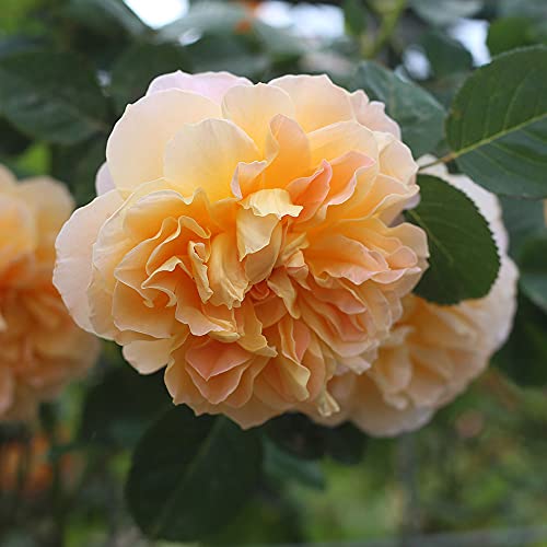 Climbing Rose Bush D84816