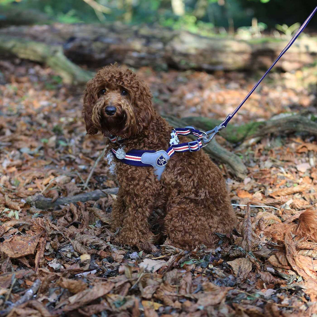 Dog Harness G72375