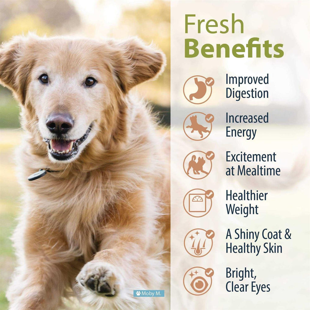Frozen Fresh Dog Food N48194